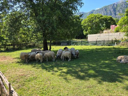 Sunny Bay Village in Zelenika