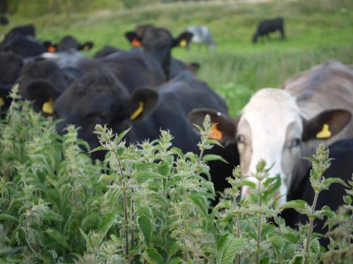 The Lodge On The Marsh