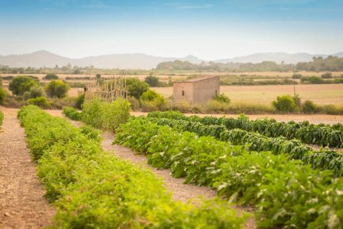 Finca Son Roig by Valentin - image 8