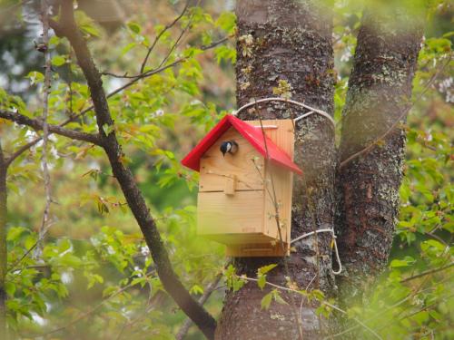 Surrounding environment, Koya Backpackers in Karuizawa