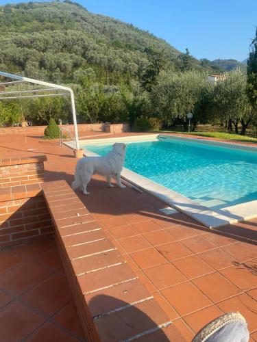Dārzs, Casa di Nonno Enzo in Giffoni Sei Casali