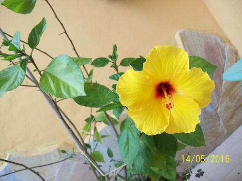 Domos Le Due Tuie - image 5