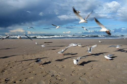 Willa Victor - main image