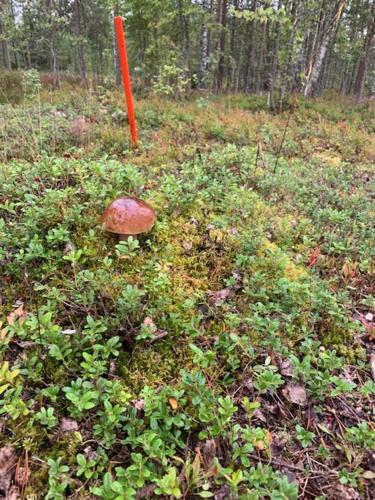 Lomakeskus Saimaanranta - image 12