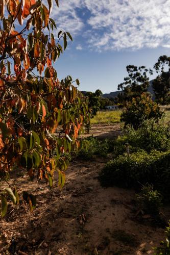 Tara, Piketberg (foto 6)
