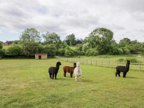 Glamping Lodge 1 - image 9