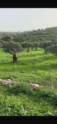 שלווה בגליל- בהושעיה יישוב קהילתי דתי in 치포리