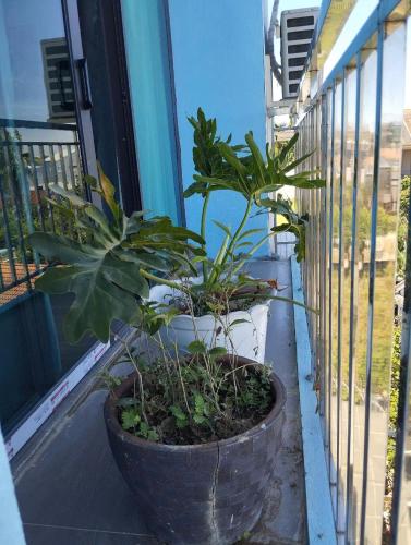 Phuong Dong Hue Homestay