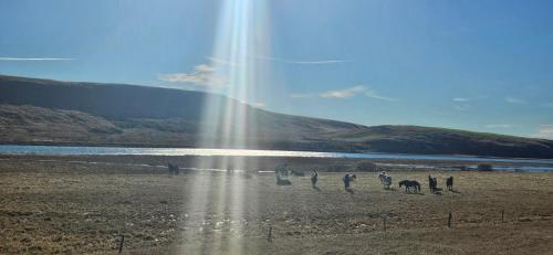 Fellskotshestar Guesthouse in Selfoss