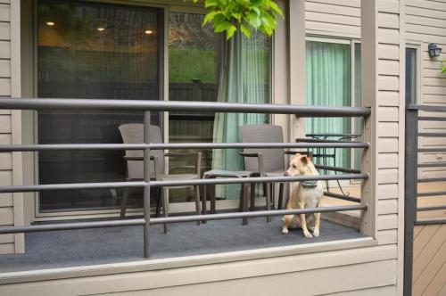 One-Bedroom Suite