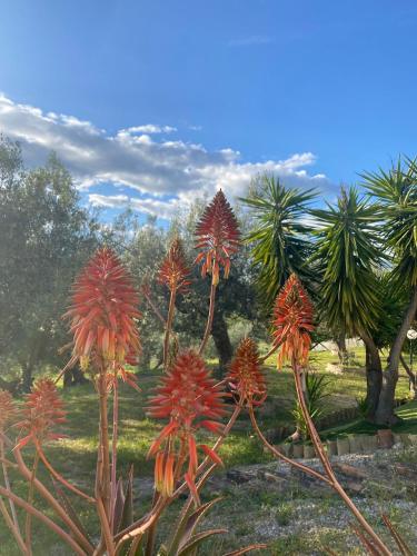  B&B Alive Abruzzo, DOG FRIENDLY in Pollutri