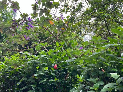 Milemeleni Guesthouse in Lushoto