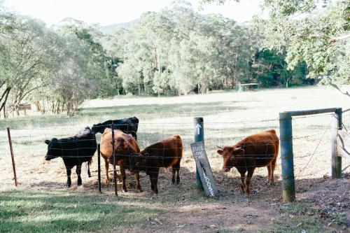 Blackwattle Farm 布莱克瓦特尔农场旅馆图片