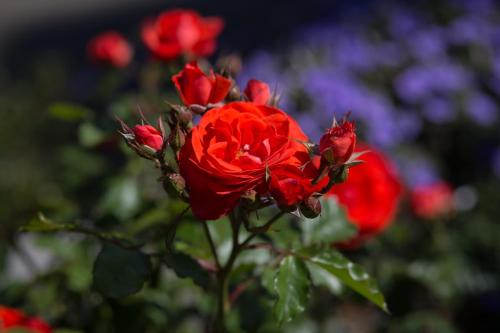 Willows Motel Willows Motel