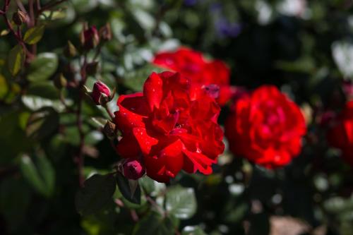 Willows Motel Willows Motel