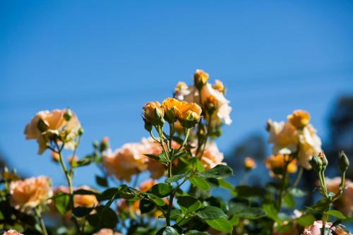 Willows Motel Willows Motel