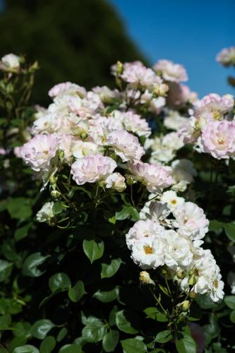 Willows Motel Willows Motel