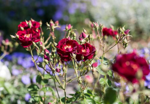 Willows Motel Willows Motel