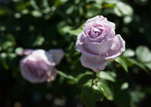 Willows Motel Willows Motel