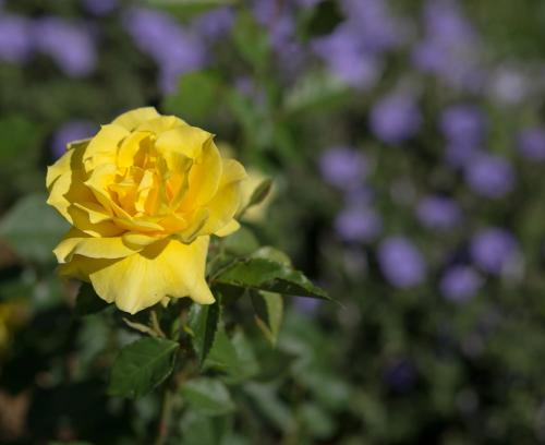 Willows Motel Willows Motel