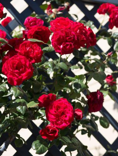 Willows Motel Willows Motel