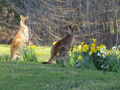 Braeside Mount Macedon Country Retreat Bed and Breakfast in มาเซด้อน