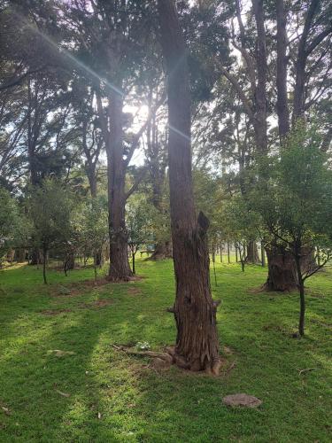 สภาพแวดล้อมโดยรอบ, Totara Croft, a stargazers dream in ฮันเตอร์วีลล์