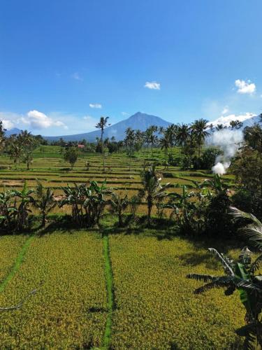 Sawah Ijen