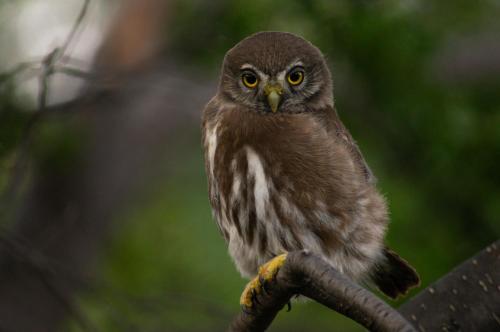 Explora en Torres del Paine - All Inclusive