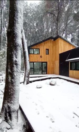 Bosque Cipreses Sur