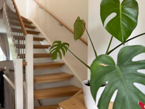Luxurious townhouse on an Island in Limhamn