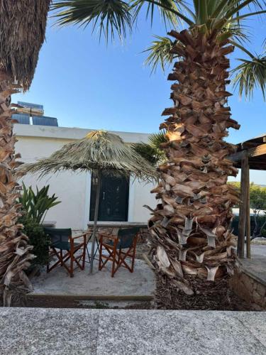 Garden, Michalis studio in Itanos
