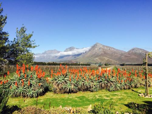 Pemandangan, Seven Oaks Vineyard Cottages in Sungai Breede