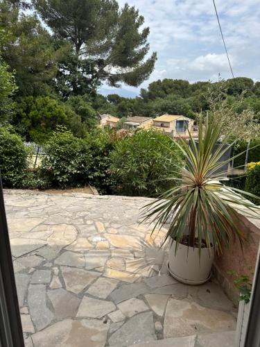 Hibiscus, La Seyne-sur-Mer (zdjęcie 11)