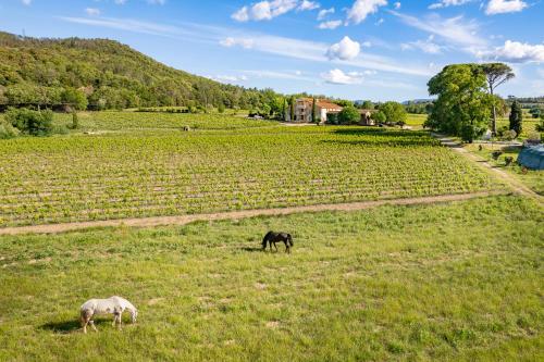 المنطقة المحيطة, Gîte Lavande au milieu des vignes - Chateau les Apiès (Gite Lavande au milieu des vignes - Chateau les Apies) in Les Arcs