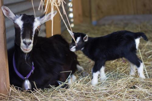 AislingQuoy in Amberley