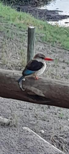 Mukolo Cabins & Camping in 孔戈拉