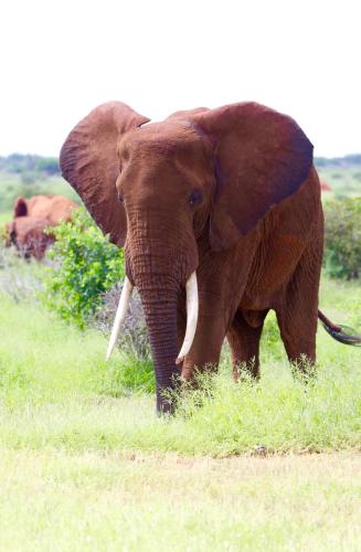 Nyota 11 - Jua Resort in Watamu