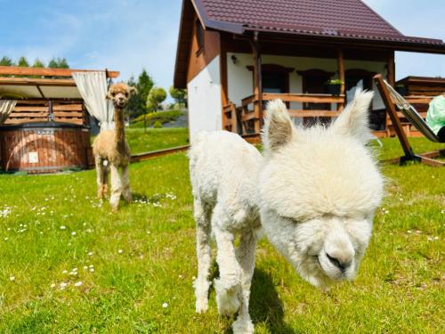 Domki Eden Kaszuby balia sauna alpaki mini zoo
