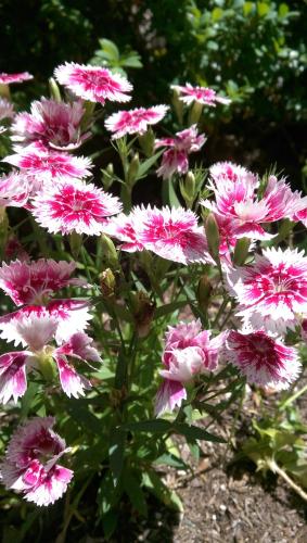 5 Ojo Inn Bed and Breakfast 5 Ojo Inn Bed and Breakfast