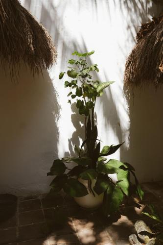 Casa Violeta, Tulum (foto 2)