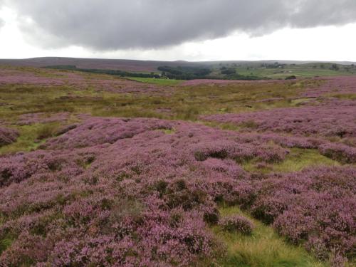 สภาพแวดล้อมโดยรอบ, Mickley Bed and Breakfast in ชานเมืองยอร์ก