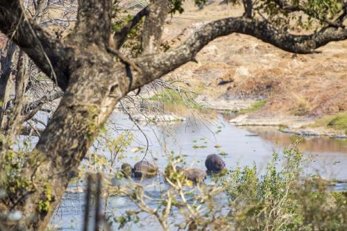 Luxury & Wildlife Mlambo Lodge Mjejane, Hectorspruit (Foto 6)