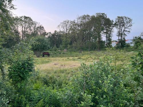 Nybyggd gästlägenhet med sovloft (Nybyggd gastlagenhet med sovloft) in Falkenberg