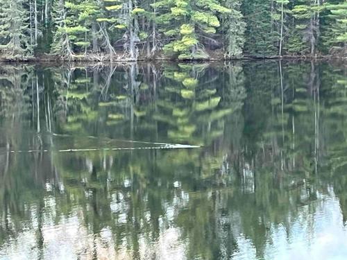 Wolf Pond 1 - 3 Miles to Lake Placid NY - main image