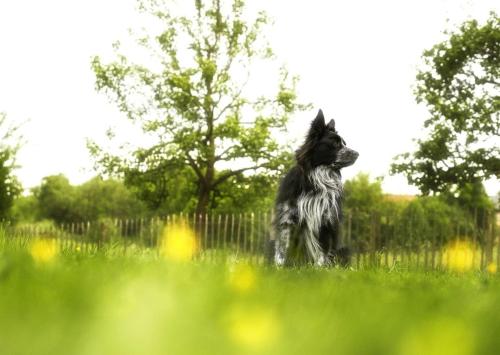 Haus Grün - image 9