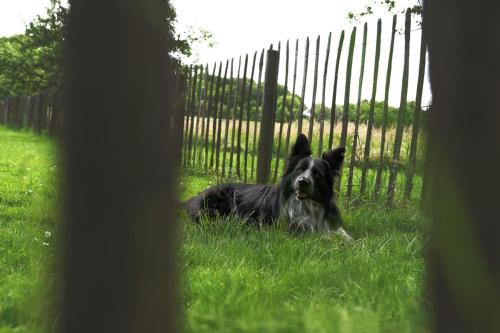 Haus Grün - image 6