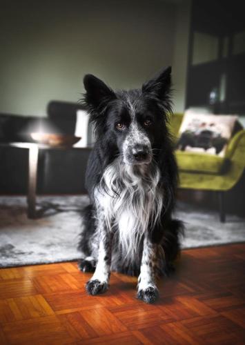 Haus Grün - image 2