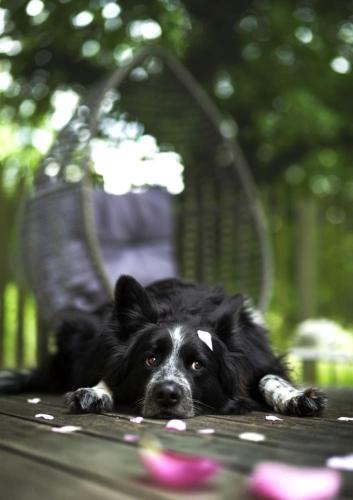 Haus Grün - image 7