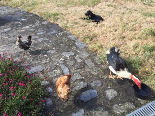 La Vieille Foulonnière : Chambres d'hôtes & Permaculture – Pontorson, IA